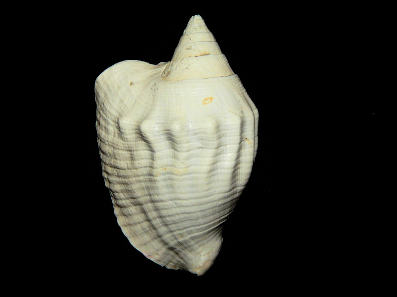 Macrostrombus brachior 6 1/4” -Bee Branch Member-Lot#16496 Macrostrombus brachior 6 1/4” -Bee Branch Member-Lot#16496