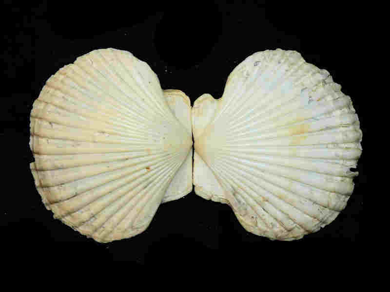 Carolinapecten eboreus darlingtonensis 4 7/8” or 124.90mm. "Rare" Lot#17981 (image for) Carolinapecten eboreus darlingtonensis 4 7/8” or 124.90mm. "Rare" Lot#17981