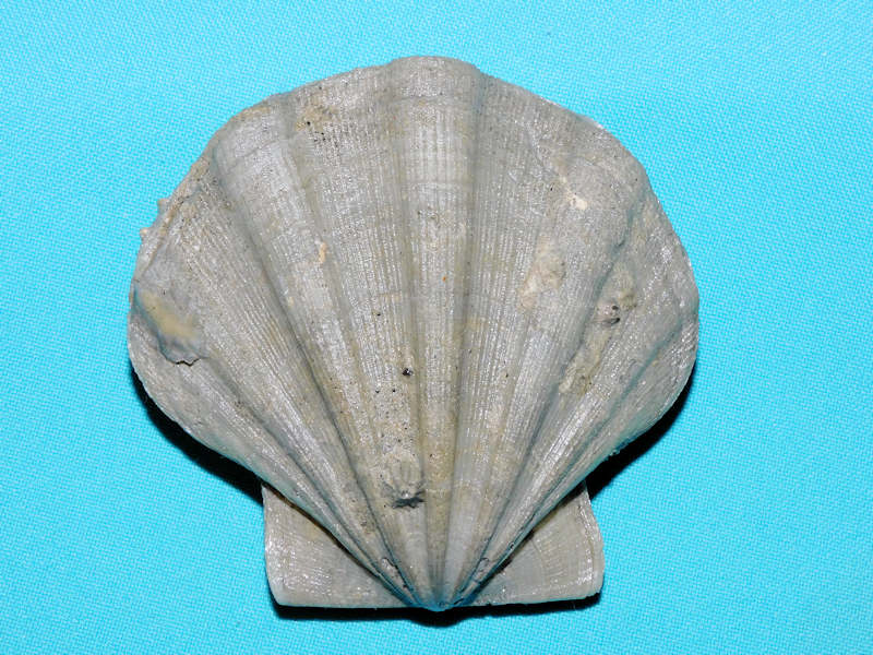 Chesapecten quinarius 3 3/8” or 83.73mm."Ultra-Rare"#800140 Chesapecten quinarius 3 3/8” or 83.73mm."Ultra-Rare"#800140