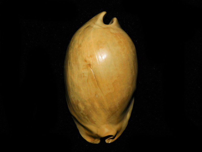 Akleistostoma macbrideae 3 3/8” or 83.50mm."Adult Superb"#800231 Akleistostoma macbrideae 3 3/8” or 83.50mm."Adult Superb"#800231
