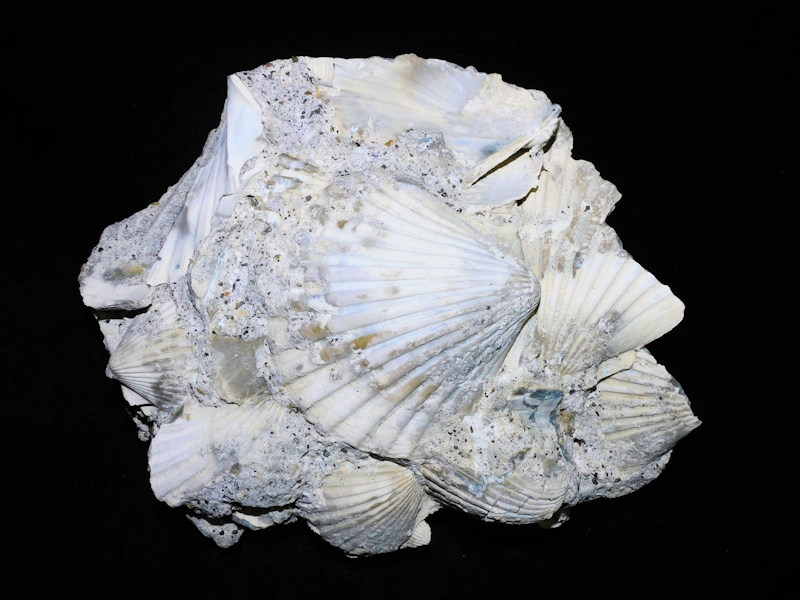 Carolinapecten corpulentus 8 5/8” Superb Matrix Piece #800021 Carolinapecten corpulentus 8 5/8” Superb Matrix Piece #800021