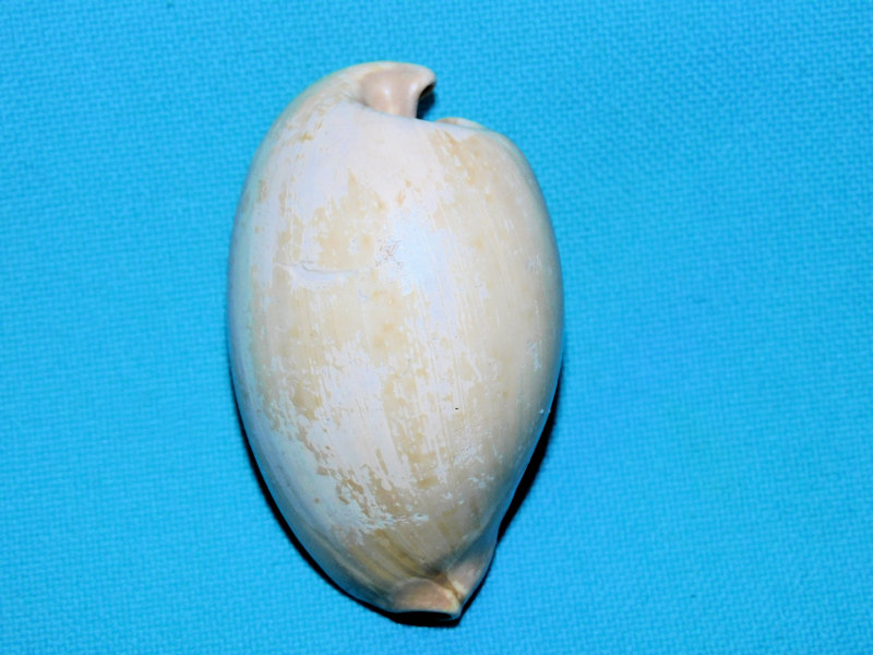 Okeechobea shawnae 2” or 50.27mm."Rare" #800075 Okeechobea shawnae 2” or 50.27mm."Rare" #800075