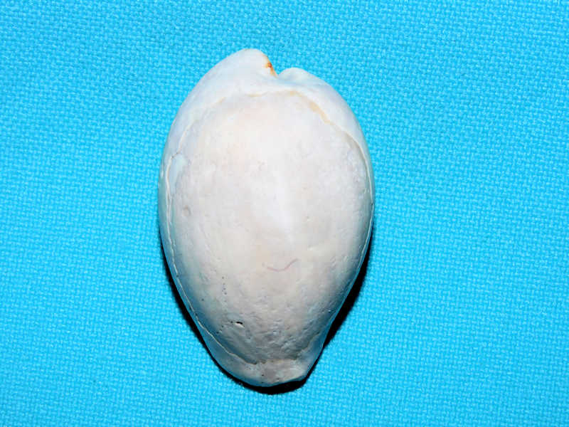 Pseudadusta marilynae 1 5/8” or 39.71mm. "Choice"#800181 Pseudadusta marilynae 1 5/8” or 39.71mm. "Choice"#800181
