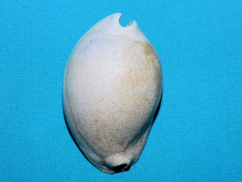 Akleistostoma crocodilia 2 ¼” or 56.97mm."Ultra-Rare"#800092 Akleistostoma crocodilia 2 ¼” or 56.97mm."Ultra-Rare"#800092