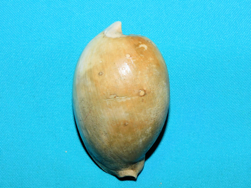 Calusacypraea globulina 2 5/8” or 66.64mm.Mature Adult#800034 - Click Image to Close