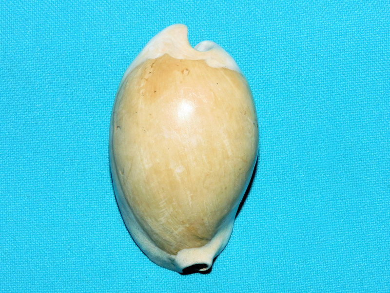 Calusacypraea tequesta 62.34mm."Mature Ultra-Rare"#800026 Calusacypraea tequesta 62.34mm."Mature Ultra-Rare"#800026