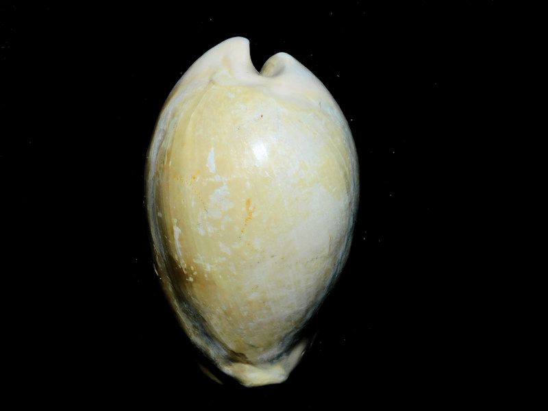 Akleistostoma cookei 2 3/8” or 58.08mm."Rare"#800086 Akleistostoma cookei 2 3/8” or 58.08mm."Rare"#800086