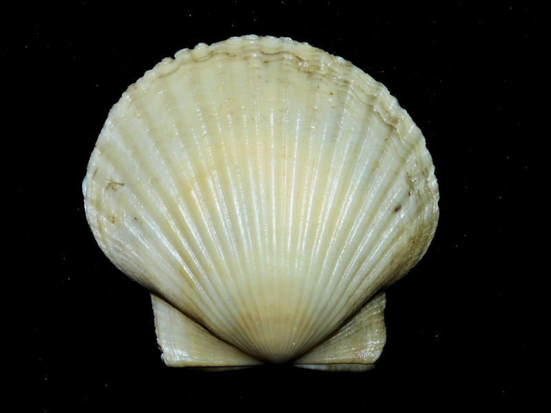 Carolinapecten eboreus 3 1/4” or 81.13mm."Fabulous"#800114 Carolinapecten eboreus 3 1/4” or 81.13mm."Fabulous"#800114