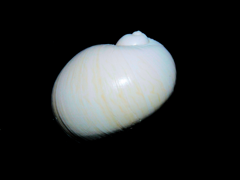 Naticarius plicatella 1 3/8” or 34.44mm.w/o insitu #16956 Naticarius plicatella 1 3/8” or 34.44mm.w/o insitu #16956