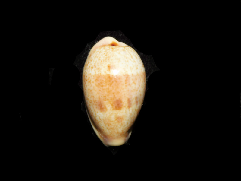 Contradusta bregeriana 24.86mm. "New Caledonia" LOT#901301JB (image for) Contradusta bregeriana 24.86mm. "New Caledonia" LOT#901301JB