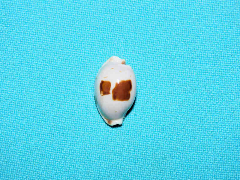 Bistolida brevidentata 19.10mm."Rare" #700395