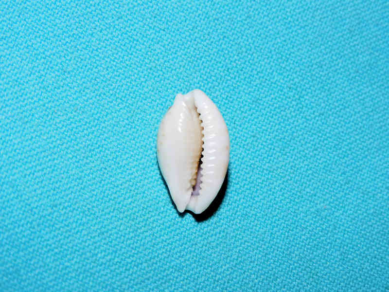 Bistolida brevidentata 19.10mm."Rare" #700395