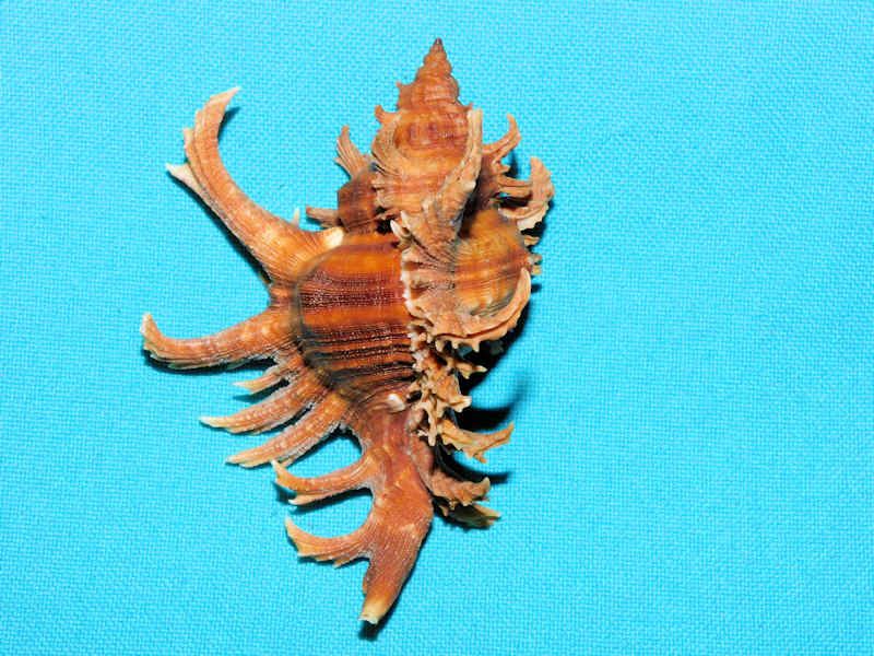 Chicoreus (Triplex) brevifrons 2 7/8” or 74.65mm. w/o #700068 Chicoreus (Triplex) brevifrons 2 7/8” or 74.65mm. w/o #700068