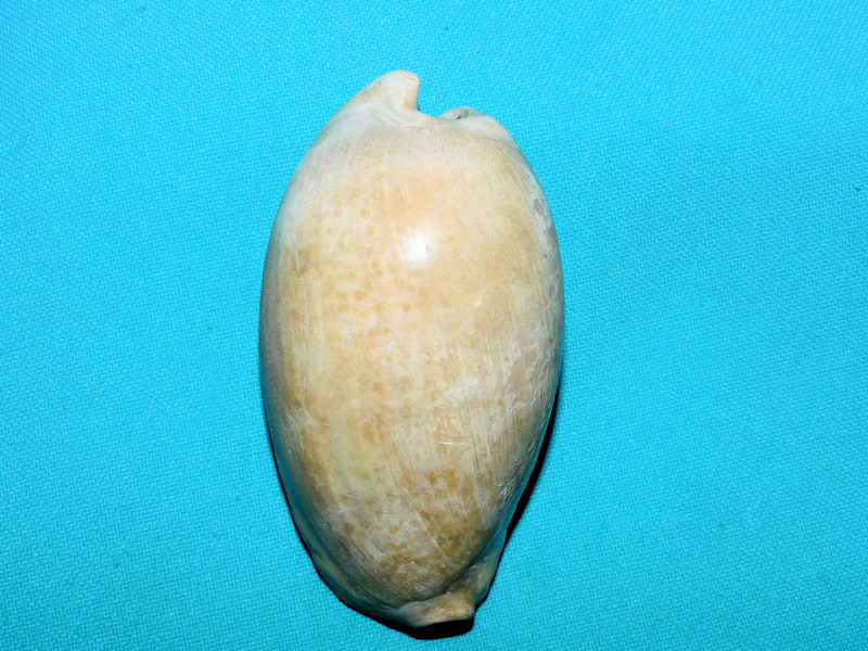 Calusacypraea briani 3 1/4” or 80.79mm. Superb Adult#800028 Calusacypraea briani 3 1/4” or 80.79mm. Superb Adult#800028