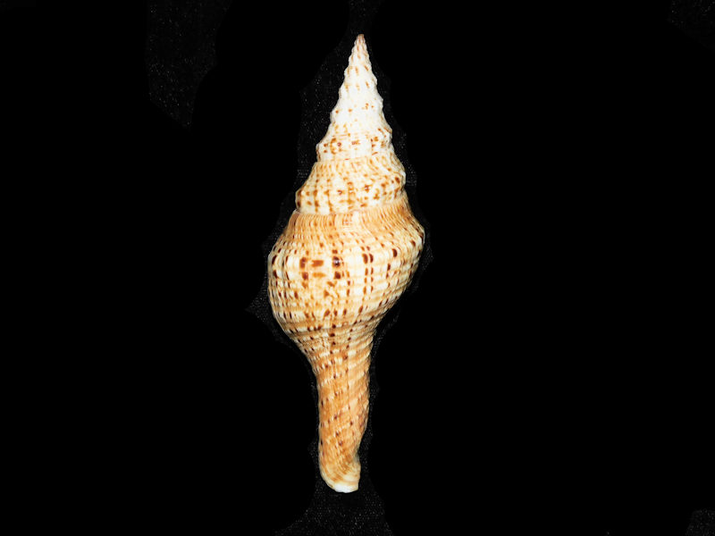 Marmorofusus brianoi 4 7/8” or 123.77mm. w/o "Madagascar" LOT#700992G (image for) Marmorofusus brianoi 4 7/8” or 123.77mm. w/o "Madagascar" LOT#700992G