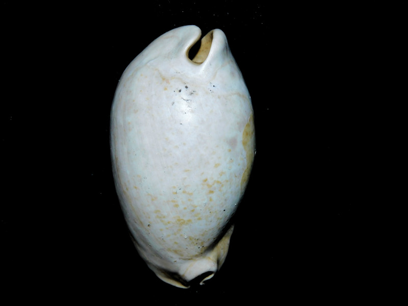 Siphocypraea trippeana 2 1/8” or 54.42mm.#800132 Siphocypraea trippeana 2 1/8” or 54.42mm.#800132