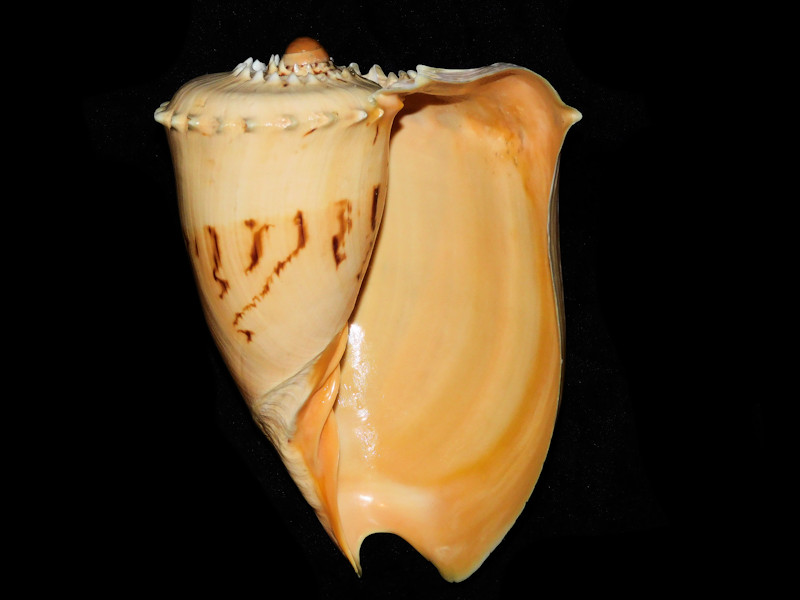 Melo broderipii 6 ¾” or 170.45mm. "Freak" #700359