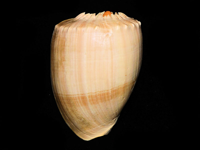 Melo broderipii 7 ¼” or 181.24mm. "Spiny" #700131 Melo broderipii 7 ¼” or 181.24mm. "Spiny" #700131