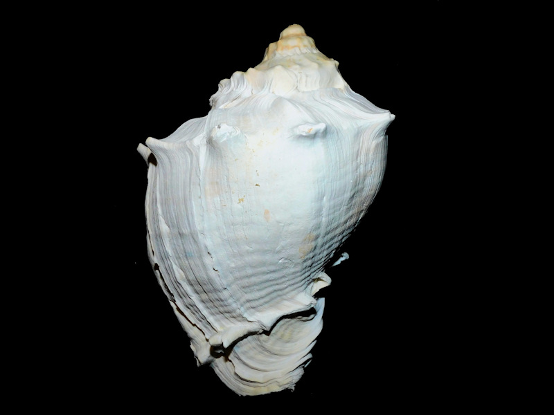 Melongena cannoni 6 3/8” 158.81mm."Giant" #800225 Melongena cannoni 6 3/8” 158.81mm."Giant" #800225
