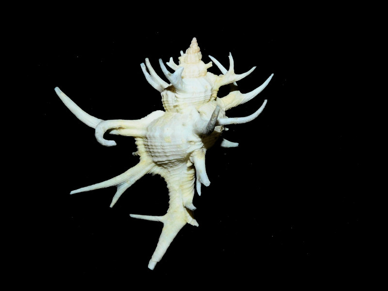 Chicoreus Triplex cervicornis 2” or 62.79mm."Gorgeous LG"#700291 Chicoreus Triplex cervicornis 2” or 62.79mm."Gorgeous LG"#700291