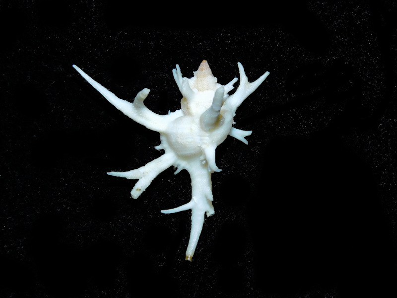 Chicoreus (Triplex) cervicornis 1 5/8” or 40.49mm.#700606 Chicoreus (Triplex) cervicornis 1 5/8” or 40.49mm.#700606