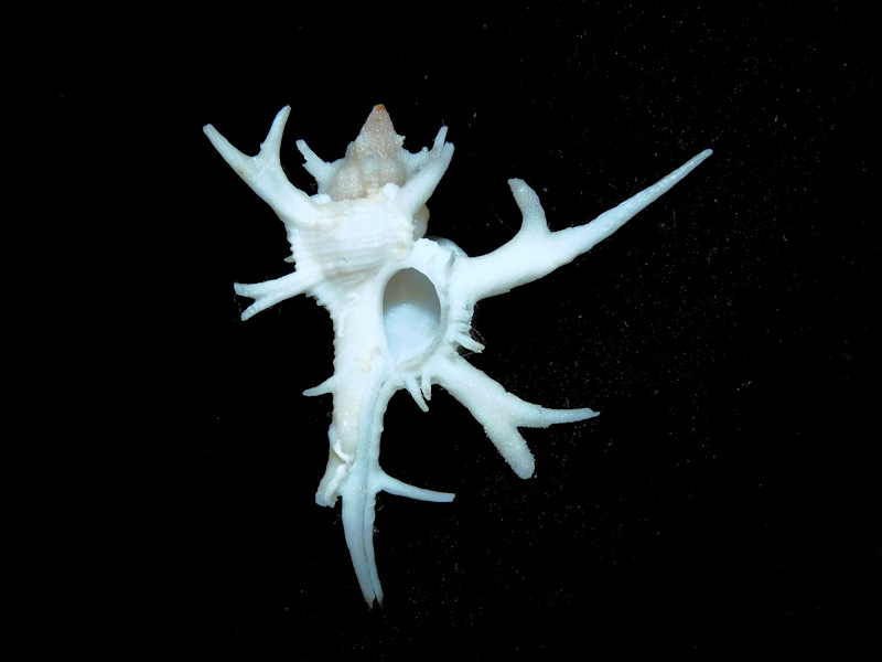 Chicoreus (Triplex) cervicornis 1 5/8” or 40.49mm.#700606 - Click Image to Close