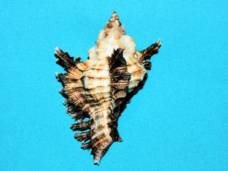 Chicoreus florifer 2 7/8” or 73.32mm. Berry Islands #700522 Chicoreus florifer 2 7/8” or 73.32mm. Berry Islands #700522