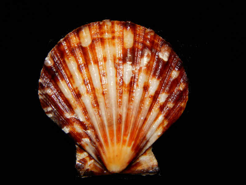 Bractechlamys vexillum 1 3/8”-Sulu Seas-Lot#12167 Bractechlamys vexillum 1 3/8”-Sulu Seas-Lot#12167