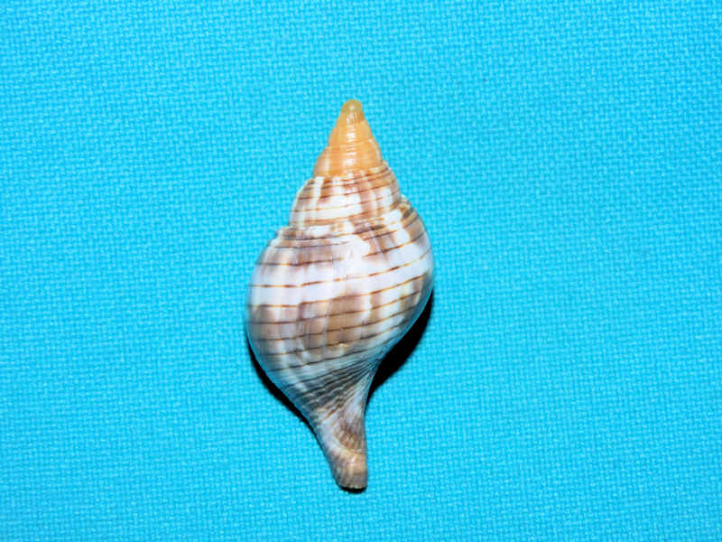 Fasciolaria tulipa 1 5/8” or 40.07mm. w/o "Juvenile"#17271