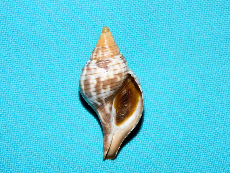 Fasciolaria tulipa 1 5/8” or 40.07mm. w/o "Juvenile"#17271