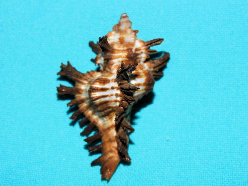 Chicoreus (Triplex) brunneus 1 7/8”-Bohol Lot#16837 Chicoreus (Triplex) brunneus 1 7/8”-Bohol Lot#16837