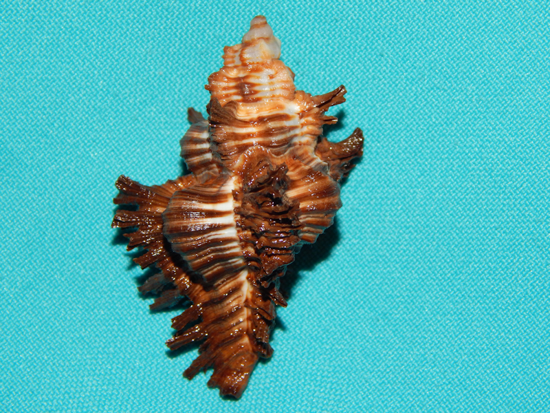 Chicoreus (Trplex) brunneus 2 1/8" Cebu Philippines-Lot#11243 Chicoreus (Trplex) brunneus 2 1/8" Cebu Philippines-Lot#11243