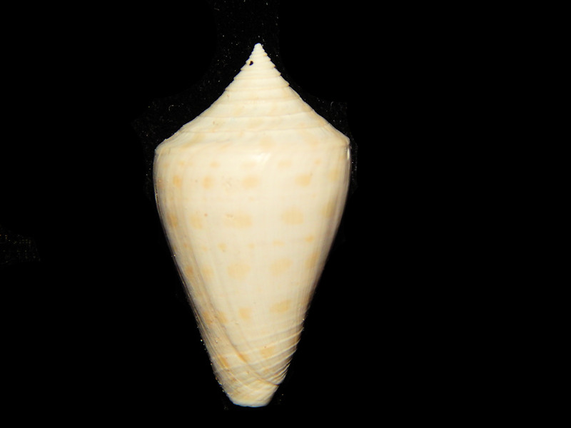 Calusaconus spuroides 1 3/8”-Ft Denaud-Lot#13751 Calusaconus spuroides 1 3/8”-Ft Denaud-Lot#13751