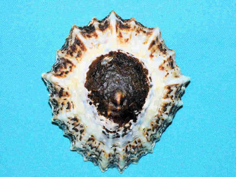 Cymbula granatina 3 3/8” or 84.90mm "South African Beauty" LOT#700988G (image for) Cymbula granatina 3 3/8” or 84.90mm "South African Beauty" LOT#700988G