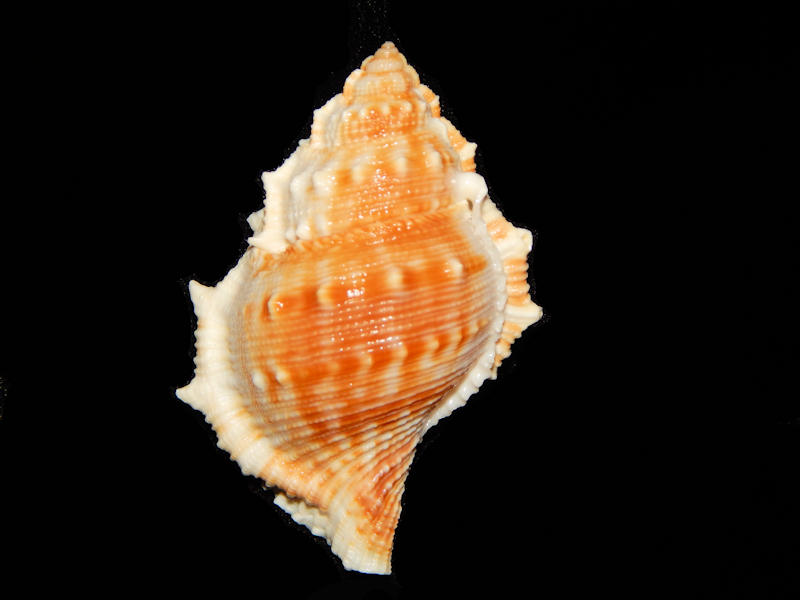 Bufonaria rana 2 7/8”-Bali Indonesia-Lot#12463 Bufonaria rana 2 7/8”-Bali Indonesia-Lot#12463