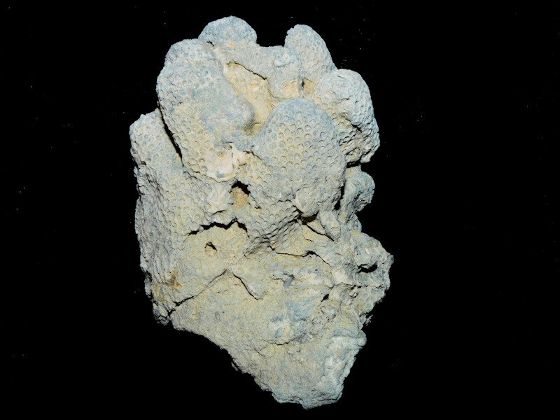Astrocoenia meinzeri 4” or 102.19mm."Ultra-Rare" Cluster #17042 Astrocoenia meinzeri 4” or 102.19mm."Ultra-Rare" Cluster #17042