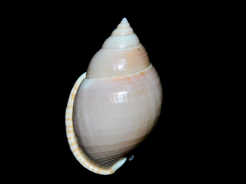 Semicassis bulla 2 3/8” or 57.59mm. East China Sea #700366 Semicassis bulla 2 3/8” or 57.59mm. East China Sea #700366