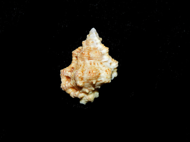 Bursa rhodostoma thomae 22.84mm."Keys"#700930 - Click Image to Close