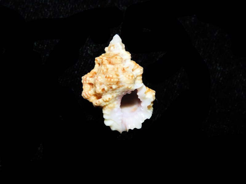 Bursa rhodostoma thomae 22.84mm."Keys"#700930 - Click Image to Close