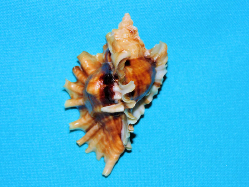 Ceratostoma burnetti 2 5/8” or 65.87mm."Lovely"#700798 Ceratostoma burnetti 2 5/8” or 65.87mm."Lovely"#700798