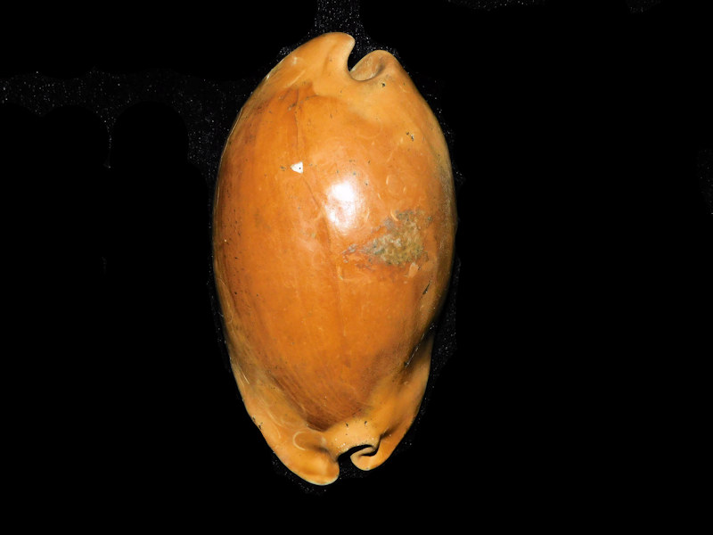 Akleistostoma floridana 3 5/8” or 88.46mm'"Giant"#17769