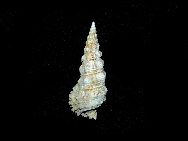 Cerithiidae