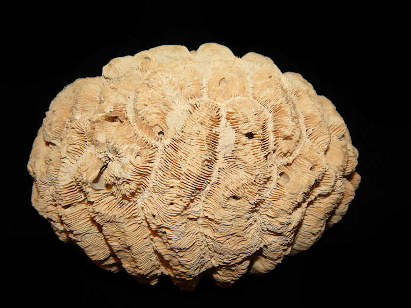 Manicina puntagordensis 7 5/8”-Ft Denaud-Lot#14069 Manicina puntagordensis 7 5/8”-Ft Denaud-Lot#14069