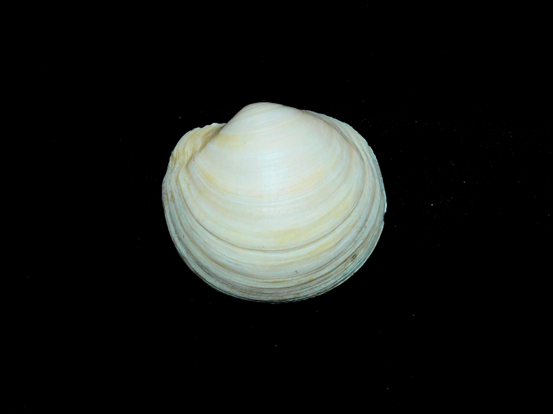 Anodontia alba 2 1/2" or 62.31mm. wide "Giant" Fossil Lot#16792 Anodontia alba 2 1/2" or 62.31mm. wide "Giant" Fossil Lot#16792