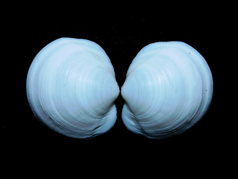 Anodontia alba 2" or 50.55mm.Sanibel Lot#16850 Anodontia alba 2" or 50.55mm.Sanibel Lot#16850