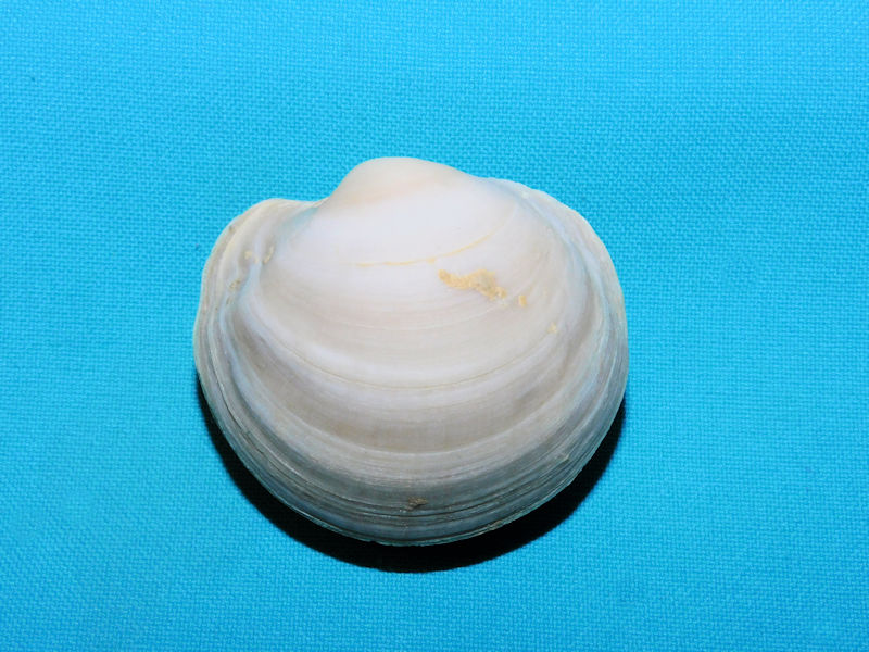 Anodontia alba 2 1/8"or 54.13mm."Gorgeous Fossil"#17164 Anodontia alba 2 1/8"or 54.13mm."Gorgeous Fossil"#17164