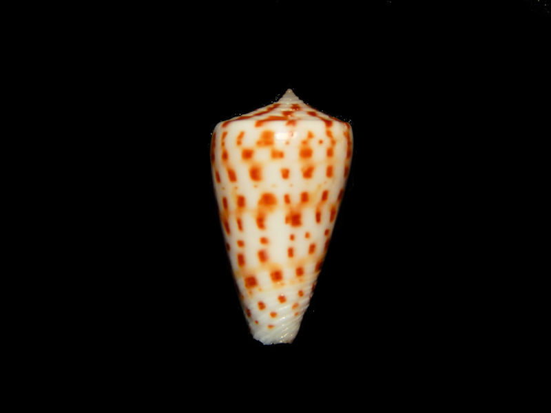 Kalloconus pulcher pulchur w/o-Joal River Lot# 11382 Kalloconus pulcher pulchur w/o-Joal River Lot# 11382