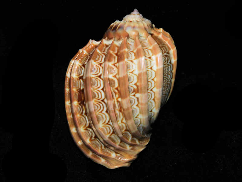 Harpa cabriti 3 1/8’ or 78.67mm. "Madagascar" LOT#901235JB (image for) Harpa cabriti 3 1/8’ or 78.67mm. "Madagascar" LOT#901235JB