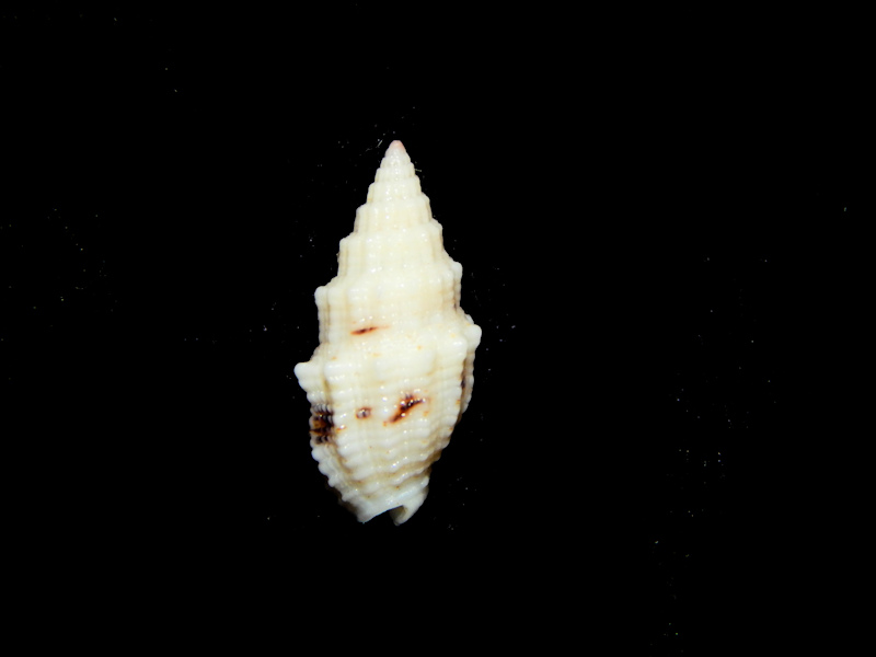 Vexillum (Costellaria) cadaverosum 14.87mm.-Guam Lot#16402