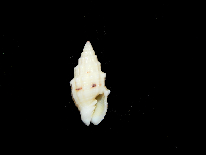 Vexillum (Costellaria) cadaverosum 14.87mm.-Guam Lot#16402 - Click Image to Close